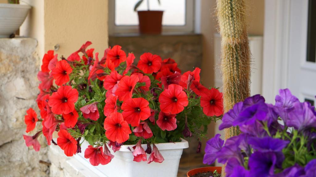 Apartments Red Rose Hoek van Holland Ngoại thất bức ảnh
